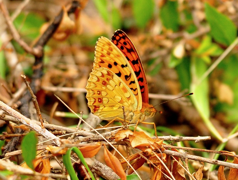 Nymphalidae